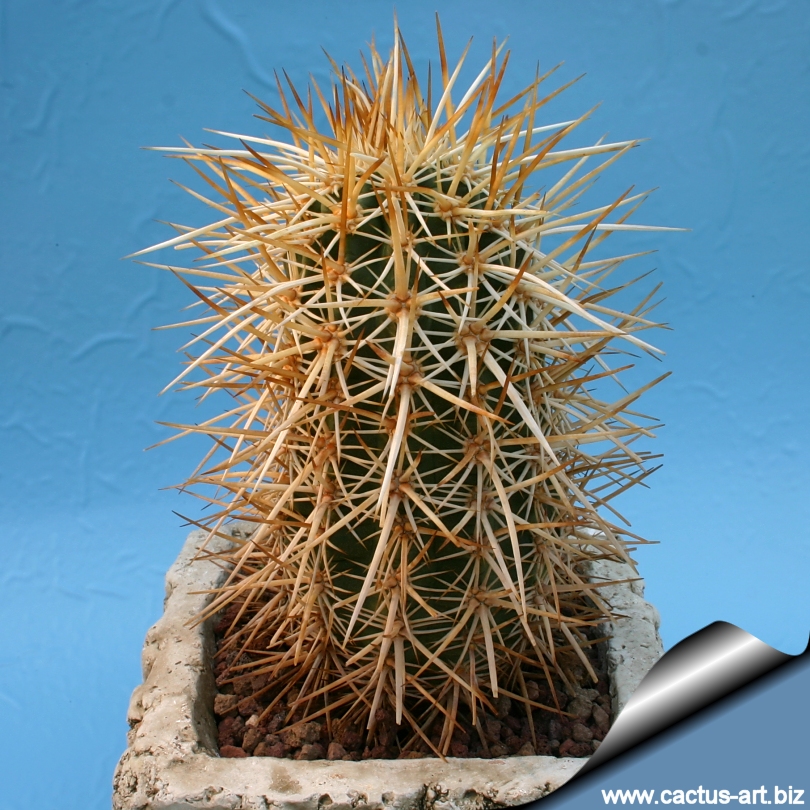 اکینوسرئوس